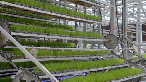 工廠化秧苗繁育系統(tǒng) 為智慧大棚裝上集成與實(shí)用的智慧“大腦”